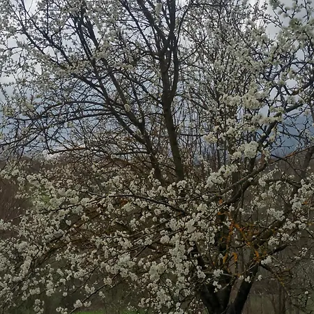 Seoska Idila Bela Palanka